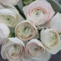 Ранункулюсы