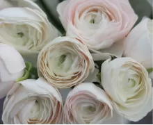 Ранункулюсы