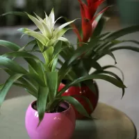 Бромелиевые