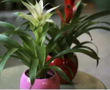 Бромелиевые