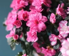 Цветущие комнатные растения