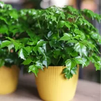 Декоративно-лиственные растения