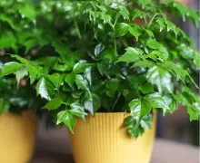 Декоративно-лиственные растения