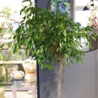 Фикусы Бенджамина