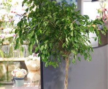 Фикусы Бенджамина