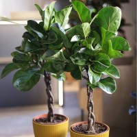 Фикусы Лирата