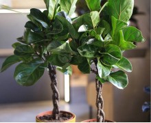 Фикусы Лирата