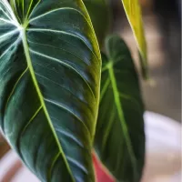 Филодендрон