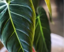 Филодендрон