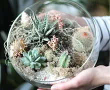 Флорариумы (мини-сады)