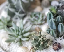 Горшечные композиции