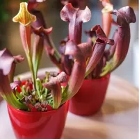 Хищные растения