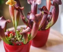 Хищные растения