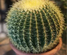 Кактусы и суккуленты