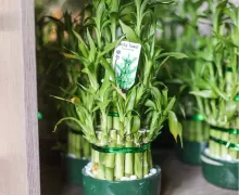 Комнатный бамбук