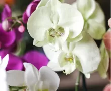 Орхидеи