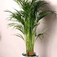 Пальмы и крупные комнатные цветы