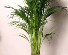 Пальмы и крупные комнатные цветы