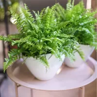 Комнатные папоротники