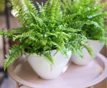 Папортники