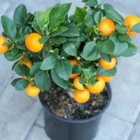 Плодовые комнатные растения Плодовые комнатные растения