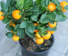 Плодовые комнатные растения