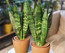 Сансевиерия