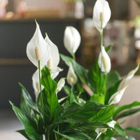 Спатифиллум