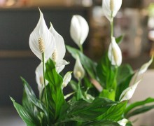 Спатифиллум