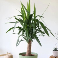 Юкка комнатная