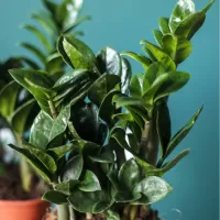 Замиокулькасы