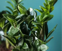 Замиокулькасы