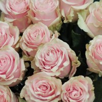 Розовые розы Розовые розы