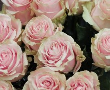 Розовые розы