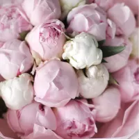 Розовые пионы