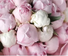 Розовые пионы