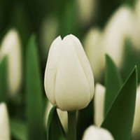 Тюльпаны поштучно