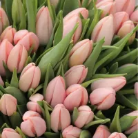 Тюльпаны Тюльпаны