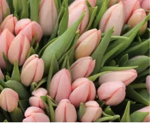 Тюльпаны