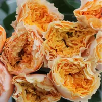 Желтые и оранжевые розы Желтые и оранжевые розы