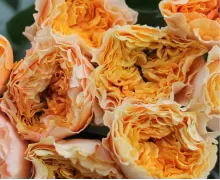 Желтые и оранжевые розы