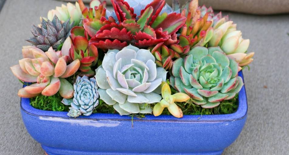 Пополнение ассортимента суккулентов
