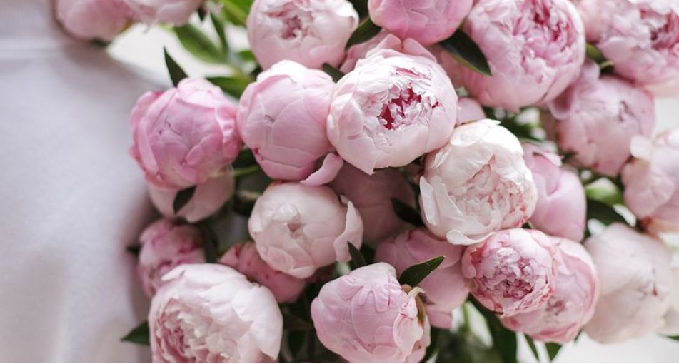 Сезон пионов 2023