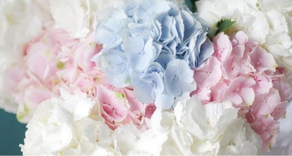 Сезон гортензий 2023