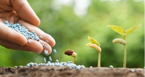 Как восстановить домашние растения при помощи удобрений