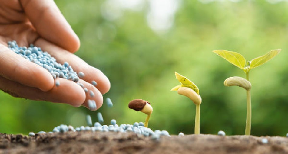 Как восстановить домашние растения при помощи удобрений