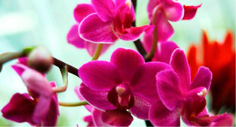 Пять популярных сортов орхидей