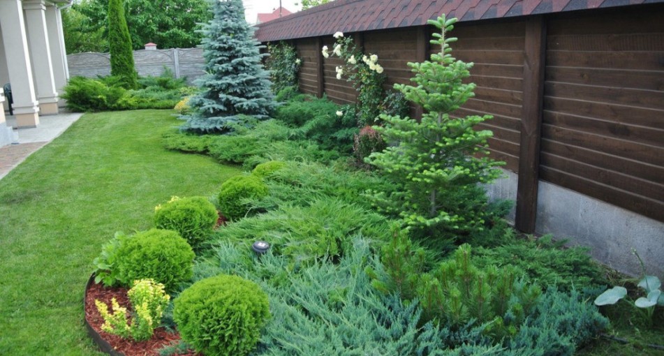 Хвойные растения для частного участка