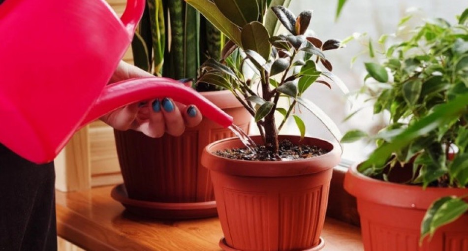 Как поливать цветы