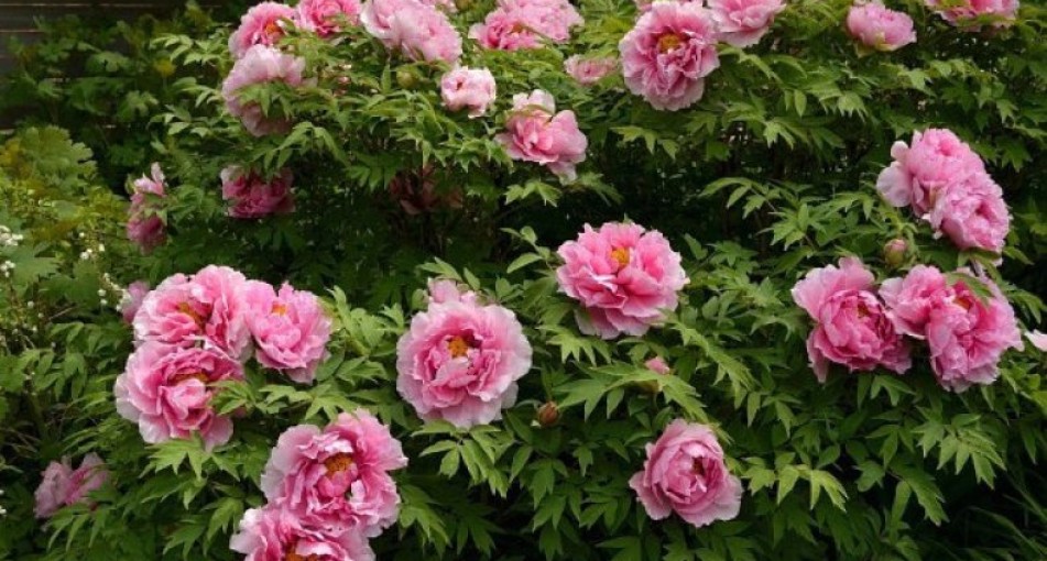 Чем подкормить пионы весной